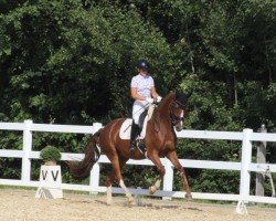 dressage horse Topic Royal (Oldenburg, 2020, from Birkhof's Topas Fbw)
