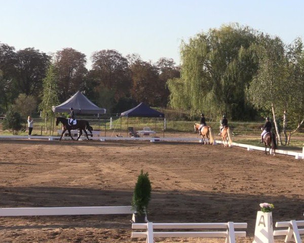 Reitturnier Schenkenhorst 2024