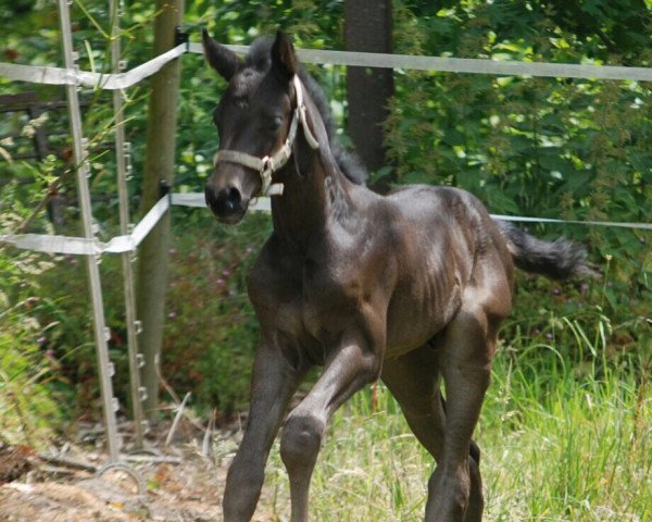 Pferd Dark Henry (Westfale, 2015, von Dust Devil 2)