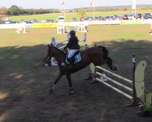 Reitturnier Crivitz 2024