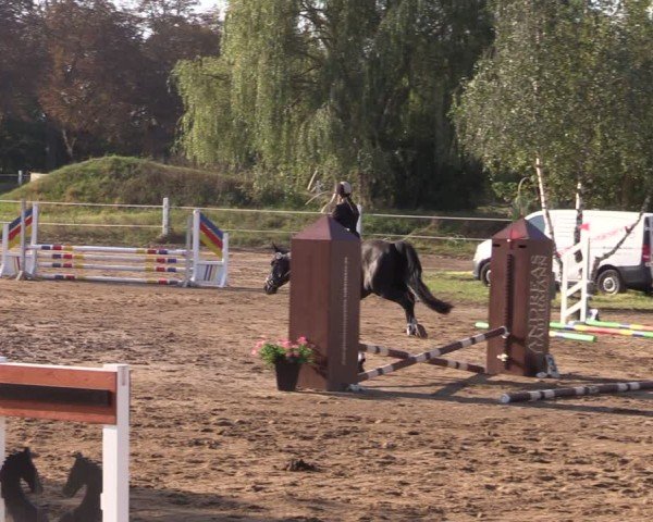 Reitturnier Schenkenhorst 2024