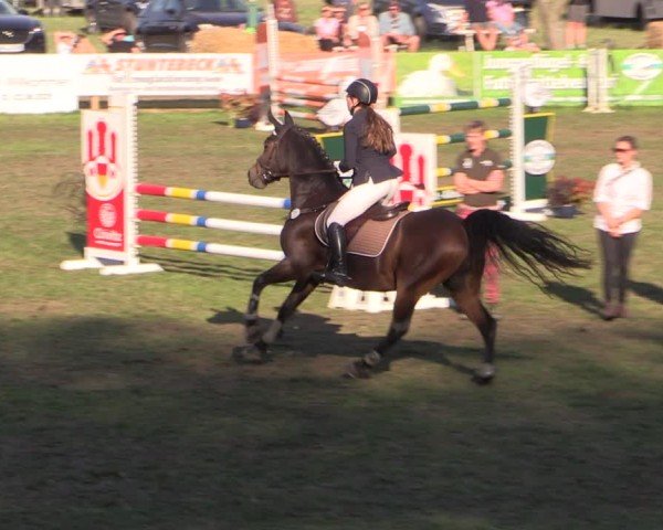 Reitturnier Crivitz 2024
