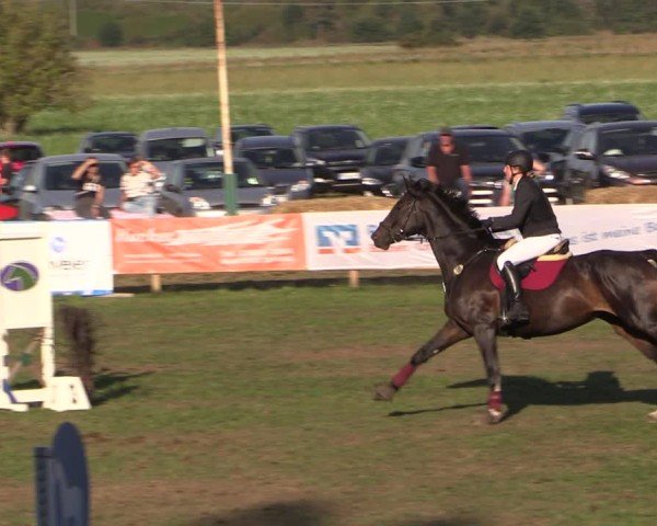 Reitturnier Crivitz 2024