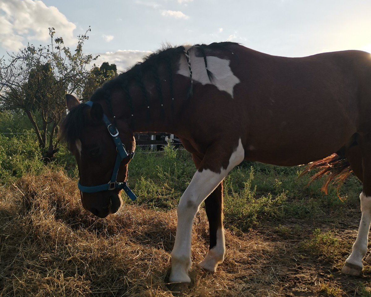 horse Ontario's As (Lewitzer, 2006, from Ontario II)