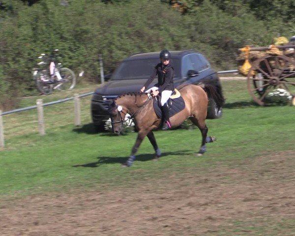 Reitturnier Crivitz 2024