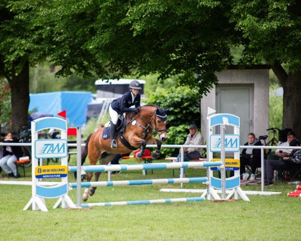 jumper Nemo 479 (German Riding Pony, 2004, from New Delight)