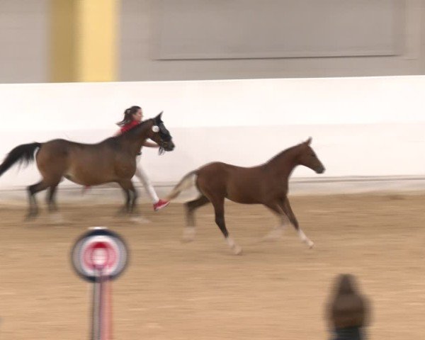 40. AWÖ Bundeschampionat - Zucht
