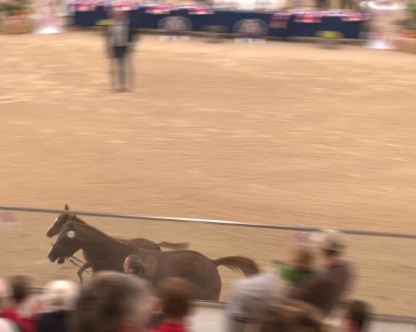 40. AWÖ Bundeschampionat - Zucht