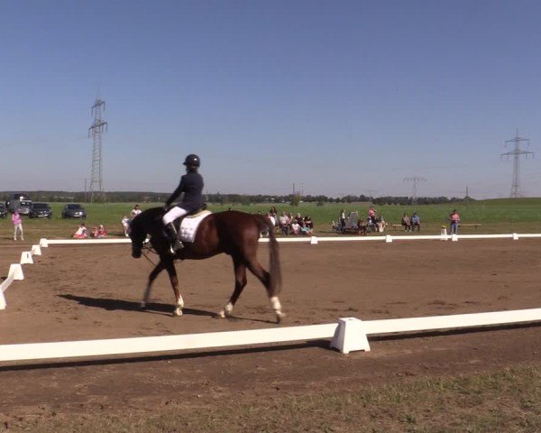 Reitturnier Crivitz 2024