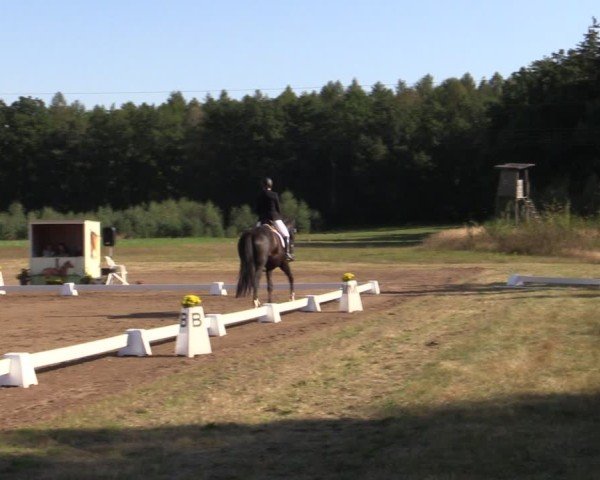Reitturnier Crivitz 2024