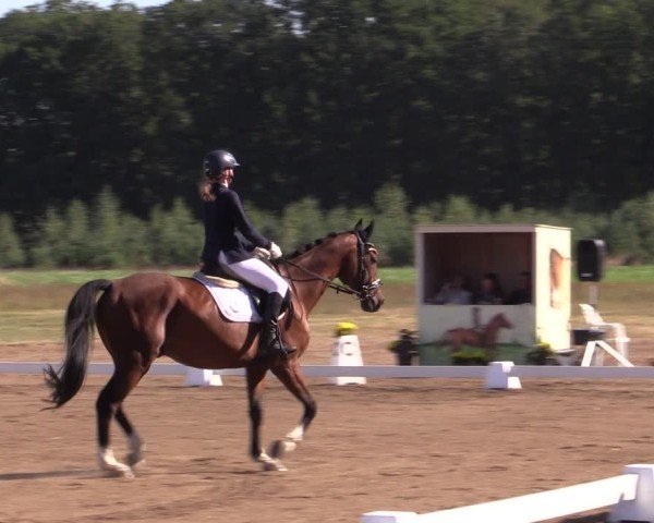 Reitturnier Crivitz 2024