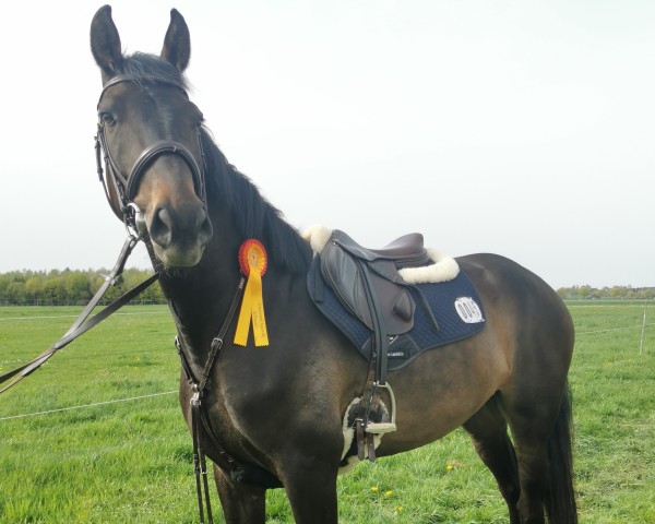 jumper Calis W (German Sport Horse, 2019, from Cacun)
