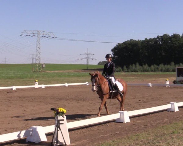 Reitturnier Crivitz 2024