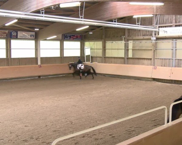 Stutenleistungsprüfung Donzdorf 2024