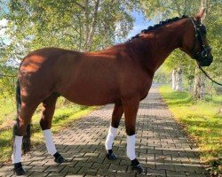 jumper Nilsson 15 (German Riding Pony, 2010)