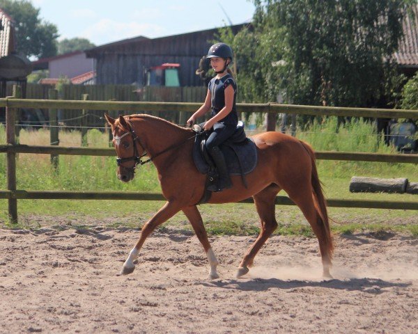 Pferd Viona (Deutsches Reitpony,  , von Coleur de Luxe K)