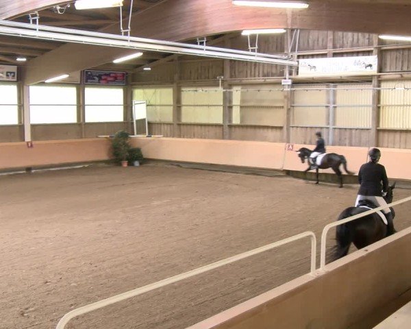 Stutenleistungsprüfung Donzdorf 2024
