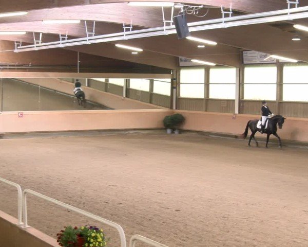 Stutenleistungsprüfung Donzdorf 2024