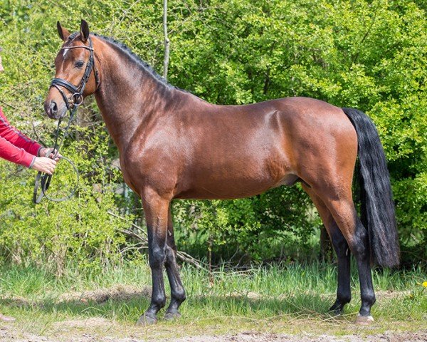 dressage horse Valerion (Nederlands Welsh Ridepony, 2012, from Valerio) dressage horse Valerion (Nederlands Welsh Ridepony, 2012, from Valerio)