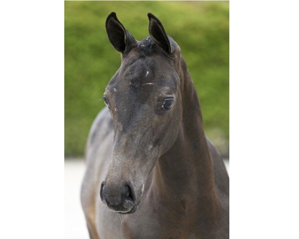 horse Colosso Secundus Z (Zangersheide riding horse, 2024, from Chacco-Blue)