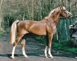 Deckhengst Wonderboy 22 (Deutsches Reitpony, 1996, von Dressman)