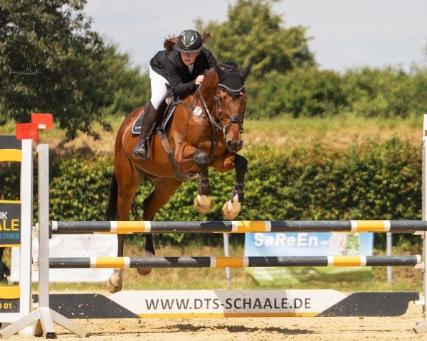 jumper Dimondo Dv (Holsteiner, 2009, from Diamant de Semilly)