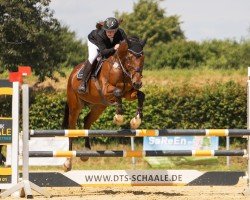 jumper Dimondo Dv (Holsteiner, 2009, from Diamant de Semilly)