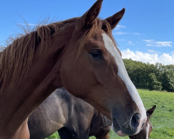 Pferd Elisabeth Magnita (Holsteiner, 2023, von Esmeraldo FM)
