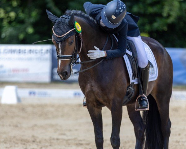 Zuchtstute Ein Bisschen Spaß Muss Sein 3 (Deutsches Reitpony, 2018, von Escurio) Zuchtstute Ein Bisschen Spaß Muss Sein 3 (Deutsches Reitpony, 2018, von Escurio)