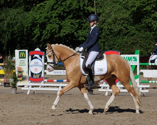 dressage horse Heute ein König (German Riding Pony, 2019, from Herzkönig NRW)