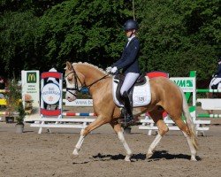 dressage horse Heute ein König (German Riding Pony, 2019, from Herzkönig NRW)