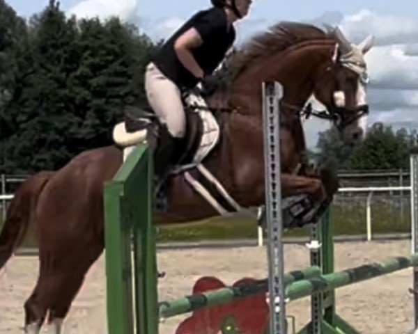 jumper Santa du Hapilly K (German Sport Horse, 2017, from Hapilly du Seigneur)