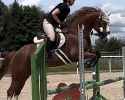 jumper Santa du Hapilly K (German Sport Horse, 2017, from Hapilly du Seigneur)