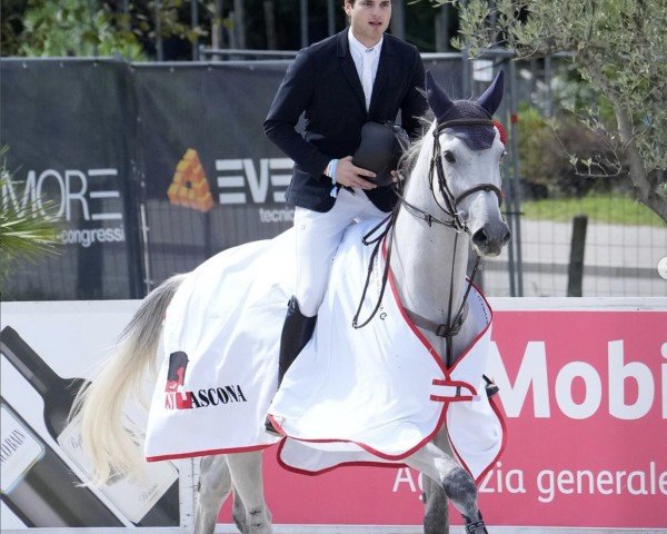 jumper Rr Carcom (Argentinian horse, 2014, from Cornet du Lys)