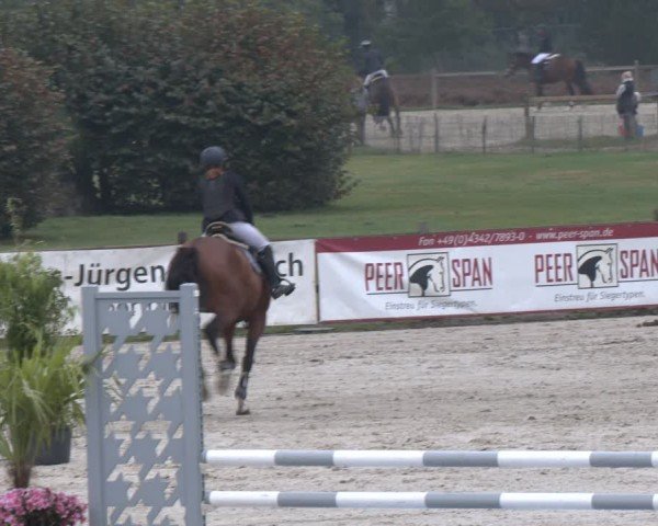 Reitturnier Westergellersen 2024