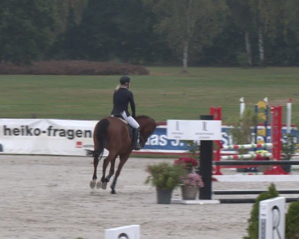 Reitturnier Westergellersen 2024