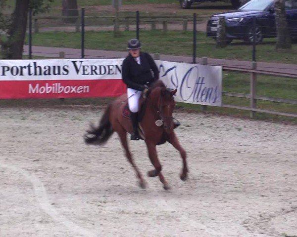 Reitturnier Westergellersen 2024