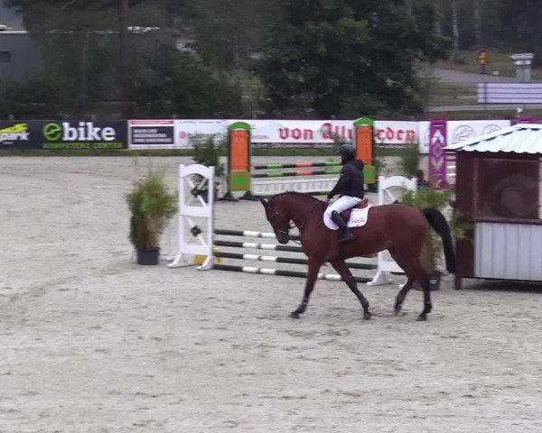 Reitturnier Westergellersen 2024