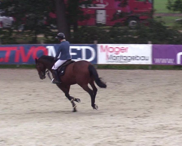 Reitturnier Westergellersen 2024