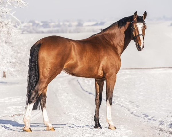 jumper L'Arc en Ciel 3 (KWPN (Royal Dutch Sporthorse), 2016, from El Salvador)
