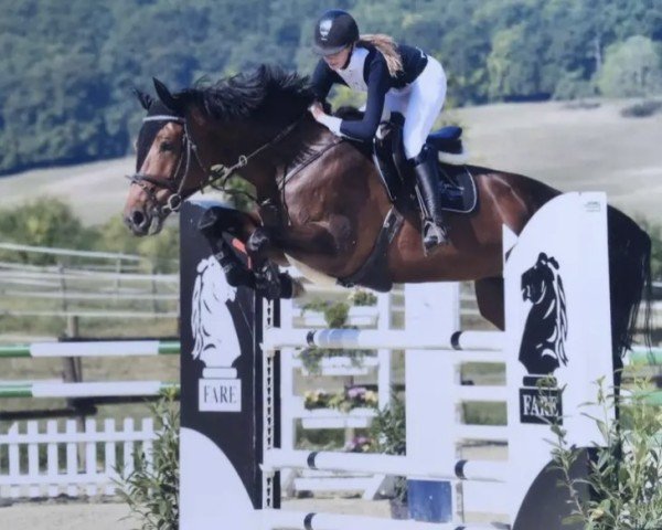 broodmare Louisiana 144 (Westphalian, 2008, from Lissacor)