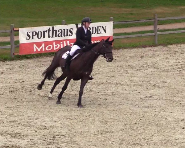 Reitturnier Westergellersen 2024