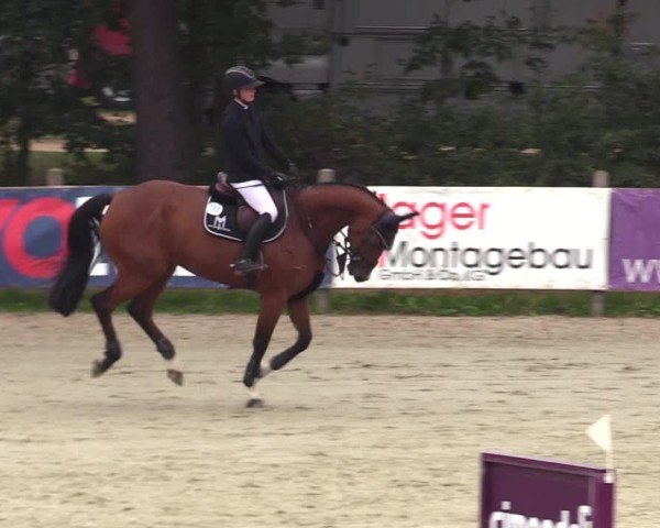 Reitturnier Westergellersen 2024