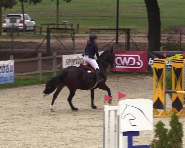 Reitturnier Westergellersen 2024