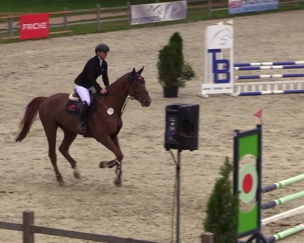 Reitturnier Westergellersen 2024