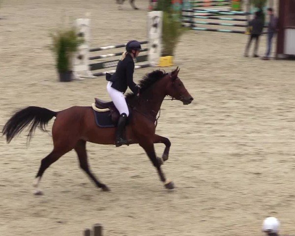 Reitturnier Westergellersen 2024