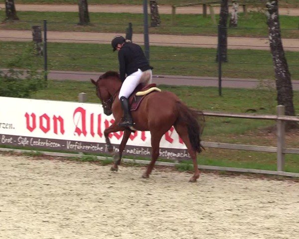 Reitturnier Westergellersen 2024