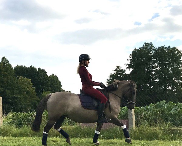broodmare Mira 733 (Konik, 2006)