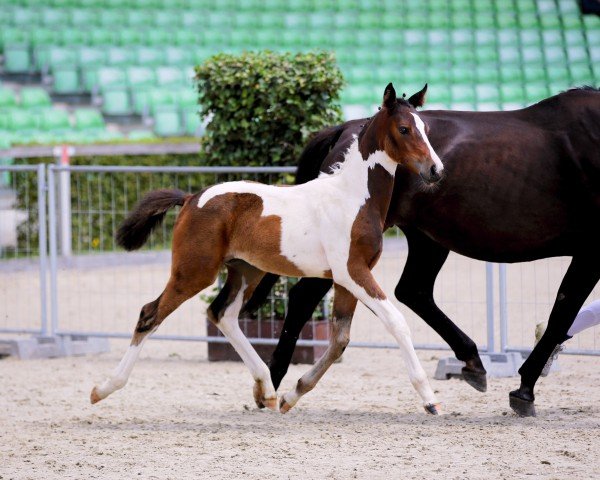 broodmare Donna (Little German Riding Horse, 2024, from Othello)