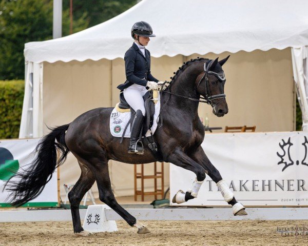 Deckhengst Monsieur Perpignan (Trakehner, 2021, von Perpignan Noir)